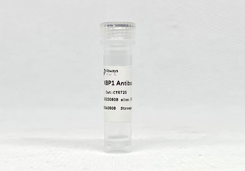 XBP1 Antibody