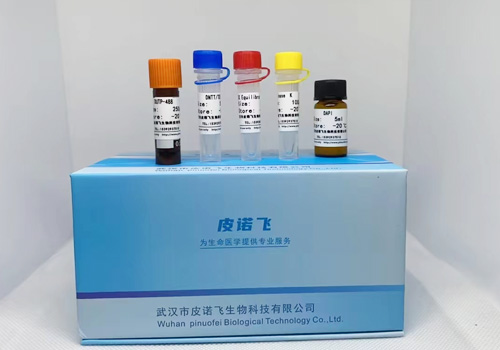 CF488 Tunel Cell Apoptosis Detection Kit