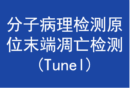 分子病理检测原位末端凋亡检测 (Tunel)