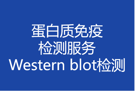 蛋白质免疫检测技术服务Western blot检测