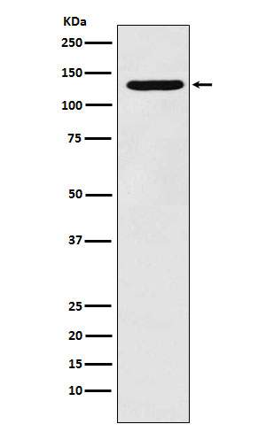 PCB Antibody