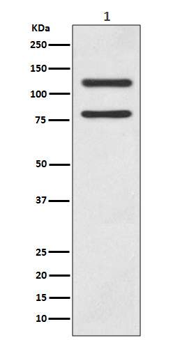 E Cadherin Antibody