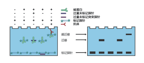 蛋白质免疫检测技术服务EMSA