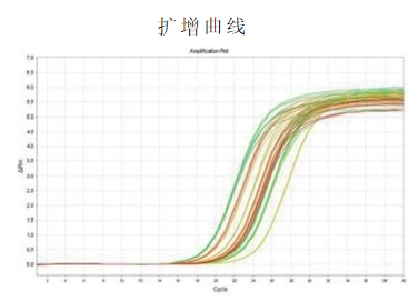 实时荧光定量 PCR 检测